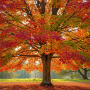 6ft Persian Ironwood Tree | Parrotia persica | 6/8cm Girth | Grown in 20L Airpot